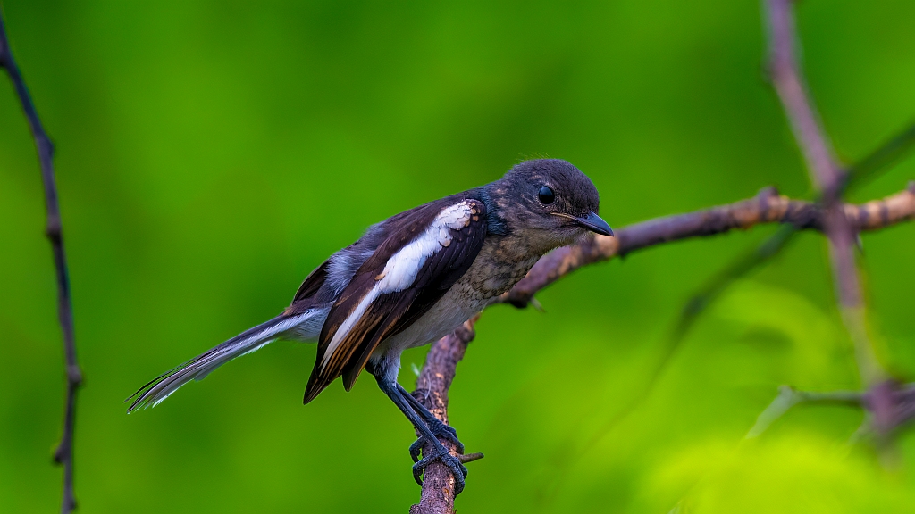 Oriental Magpie Robin